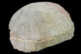 Fossil Tortoise (Stylemys) - Wyoming #169214-6